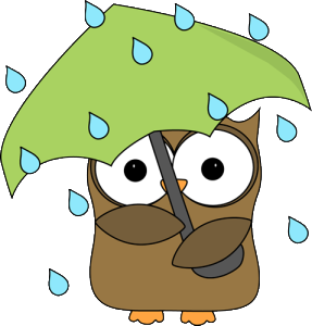 owl-in-the-rain